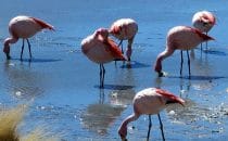 Laguna Hedionda, Bolivien © Bertram Roth