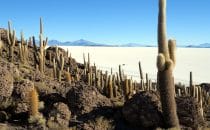 Isla Incahuasi im Salar de Uyuni, © Bertram Roth