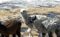 Alpakas at a lagoon, Altiplano, Bolivia