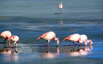 Flamingos, Laguna Hedionda, Altiplano, Bolivien