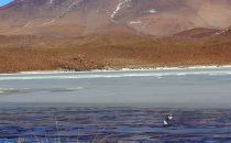 Laguna Hedionda, Altiplano, Bolivia