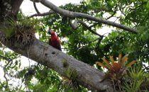 Scarlet Macaw, Boca Tapada © Maquenque Lodge