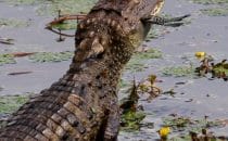 crocodile, Boca Tapada © Maquenque Lodge