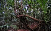 near Boca Tapada © Maquenque Lodge