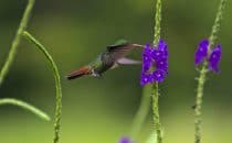 hummingbird, Boca Tapada © Maquenque Lodge