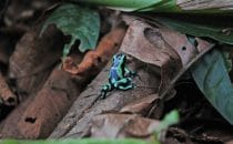 dart-poison frog © Maquenque Lodge
