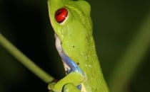 red-eyed tree frog, Boca Tapada © Maquenque Lodge