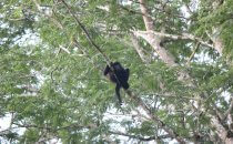 howler monkey, Boca Tapada © Maquenque Lodge