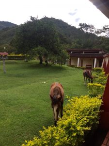 El Refugio, Garten