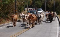 Oncoming traffic, Providencia, Colombia