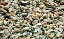 Muschelstrand bei Montezuma, Costa Rica