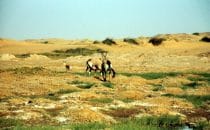 Oryx at the Uniab Delta, Namibia