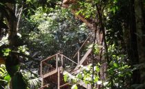Blue Creek Canopy, Belize © Ian Morton