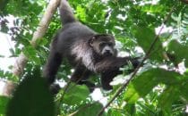 howler monkey, Punta Gorda, Toledo district, Belize