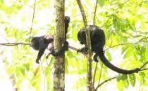 howler monkeys, Punta Gorda, Toledo district, Belize