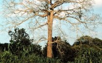 Ceiba Baum in San Ignacio, Belize