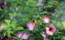 Flora & Fauna in Placencia © Ian Morton