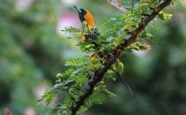 Flora & Fauna in Placencia © Ian Morton