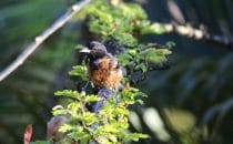 Flora & Fauna in Placencia © Ian Morton