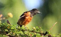 Flora & Fauna in Placencia © Ian Morton