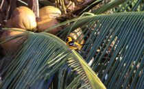 Flora & Fauna in Placencia © Ian Morton