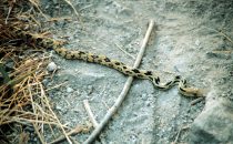 Snake during a hike at Lake Atitlán, Guatemala