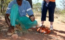 Plateauwanderung mit Guide, Waterberg Plateau Lodge