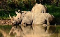 rhinos, Namibia © Waterberg Wilderness