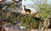 Klippspringer zu Besuch, Waterberg Plateau Lodge