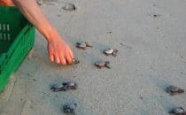 also tourists are allowed to release turtles into freedom, Pacific Coast, Mexico