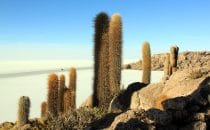 Isla Inkawasi, Salar de Uyuni, Bolivien