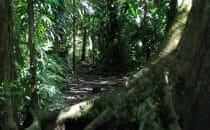 Tortuguero National Park, Costa Rica