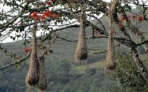 Nests of weaverbirds in Coroico, Bolivia © Bertram Roth