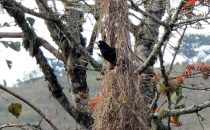 Weaverbird in the nest, Coroico, Bolivia © Bertram Roth