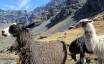 Lamas am Condoriri-Trek, Bolivien © Bertram Roth