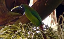 Amistad National Park, Panama