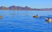 Delphine in der Bahía de Loreto © Kirt Edblom