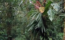 Amistad National Park, Panama