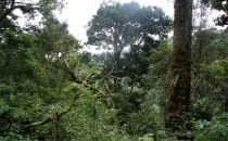 Amistad National Park, Panama