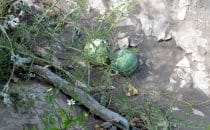 wilde Melonen im "Cañon la Trinidad", Baja California, Mexiko