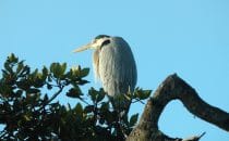 Heron, Puerto San Carlos, Baja California Sur, Mexico © Albertine Psula