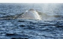 Whale watching, Bahía Magdalena, Baja California Sur, Mexico © Albertine Psula