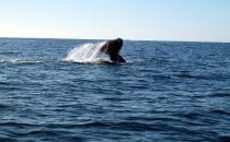 Whale watching, Bahía Magdalena, Baja California Sur, Mexico © Albertine Psula