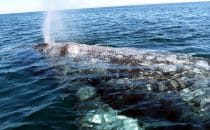 Whale watching, Bahía Magdalena, Baja California Sur, Mexico © Albertine Psula