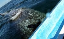 Whale watching, Bahía Magdalena, Baja California Sur, Mexico © Albertine Psula