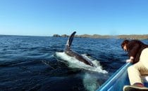 Whale watching, Bahía Magdalena, Baja California Sur, Mexico © Albertine Psula