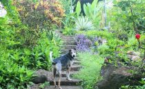 Finca del Sol Eco Lodge, Isla Ometepe, Nicaragua