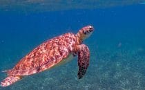Seaturtle, Belize