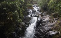 Bach bei Cerro Punta, Panama