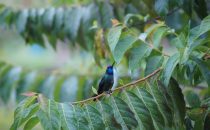 hummingbird near Cerro Punta, Panama